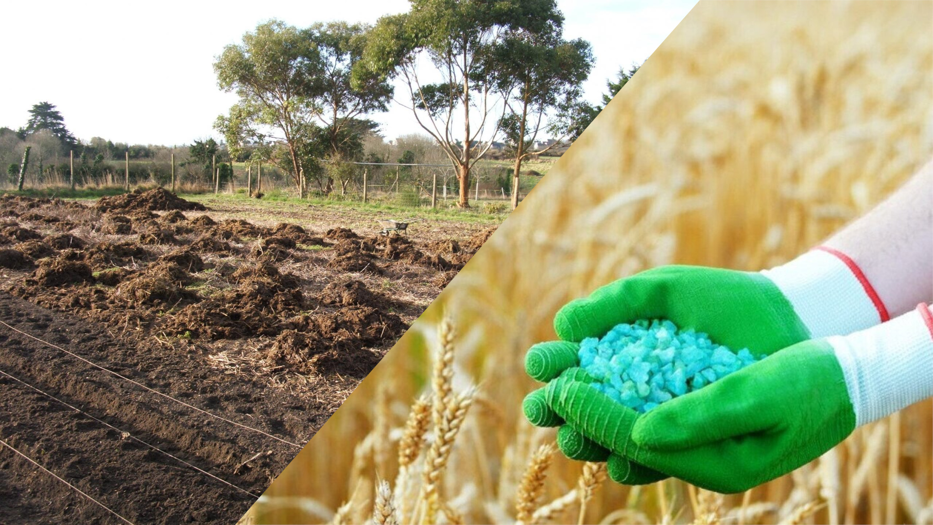 Органические VS минеральные удобрения: что эффективнее? Органические VS минеральные удобрения: что эффективнее?