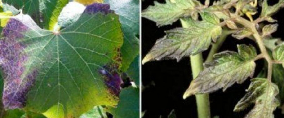 55728_06.jpg 55728_06.jpg